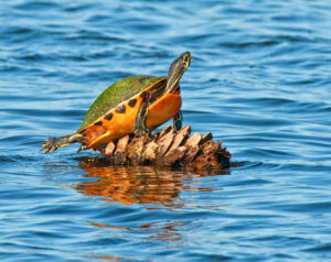 A turtle rests on a stump in the Viera Wetlands - Viera FL