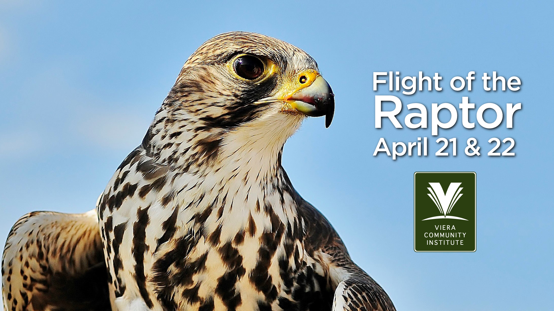 Flight of the Raptor Bird of Prey