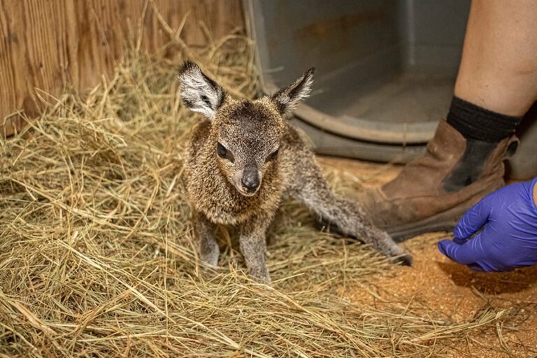 klipspringer calf