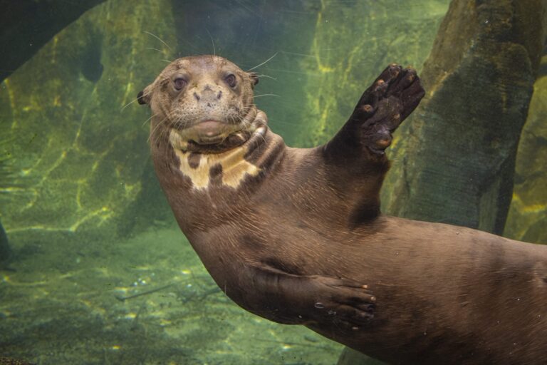 giant otter