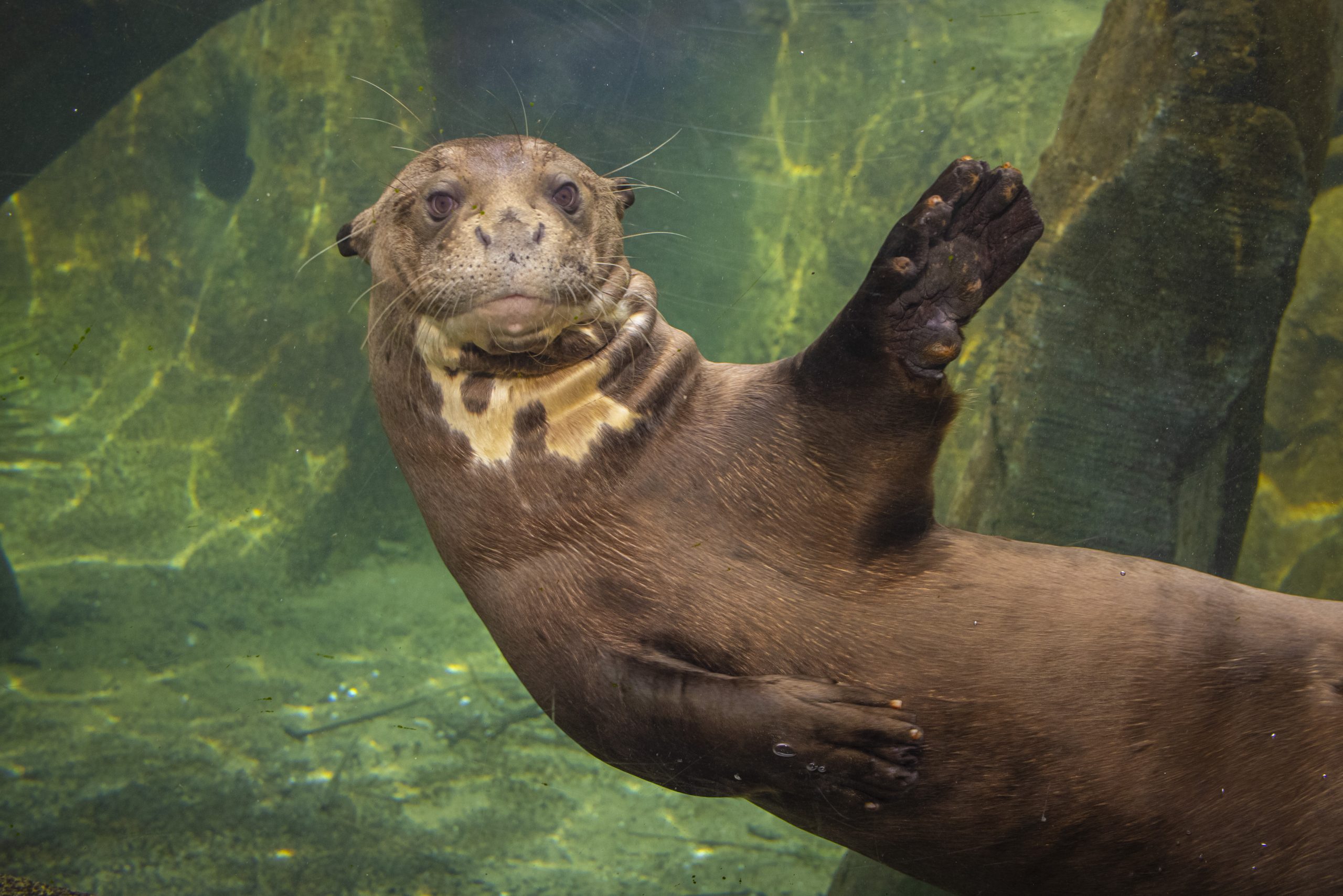 giant otter