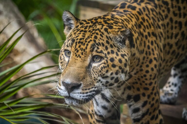 jaguar